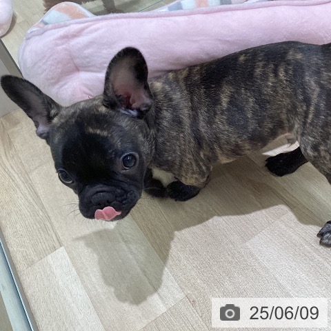 フレンチ・ブルドッグの写真