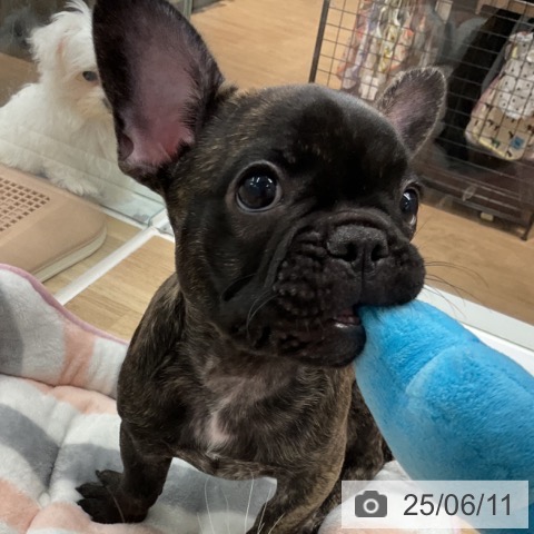 フレンチ・ブルドッグの写真