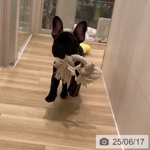 フレンチ・ブルドッグの写真