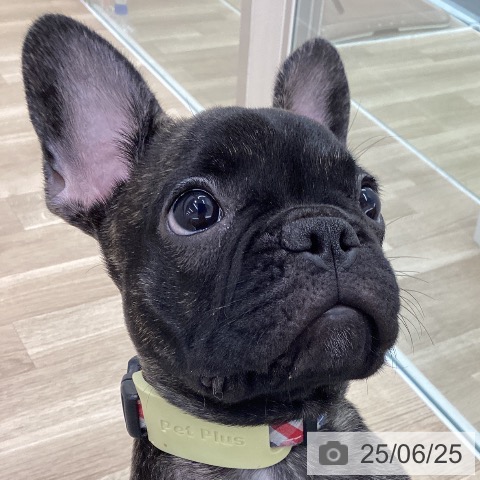フレンチ・ブルドッグの写真