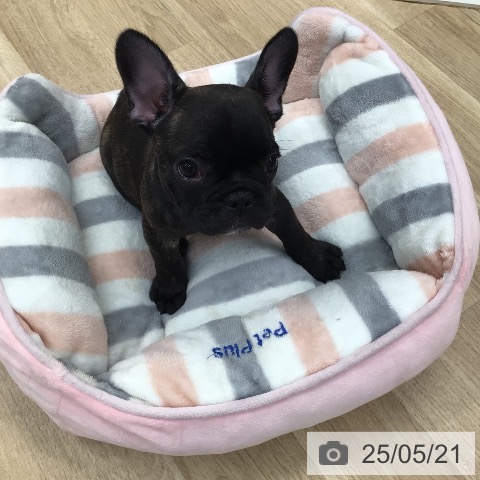 フレンチ・ブルドッグの写真