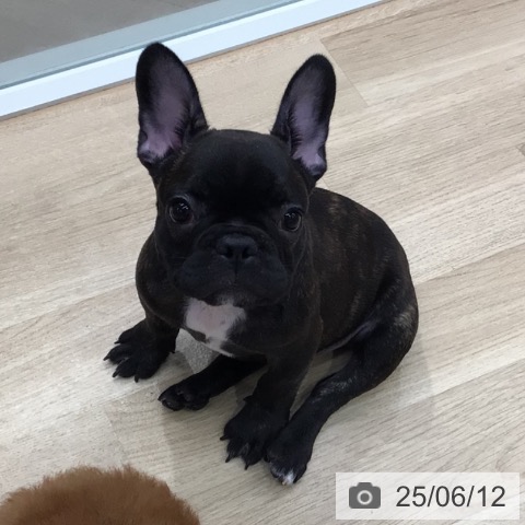 フレンチ・ブルドッグの写真