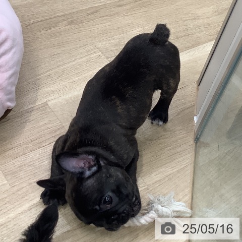 フレンチ・ブルドッグの写真