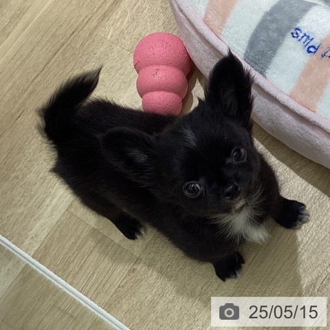 チワワの写真