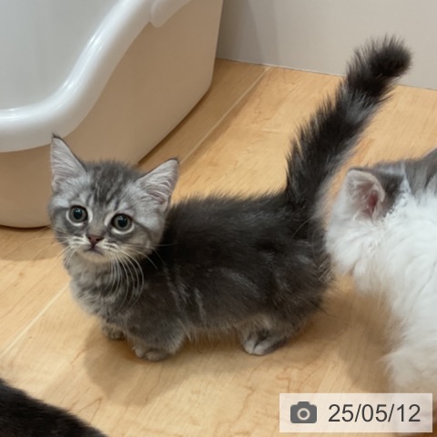 マンチカンの写真