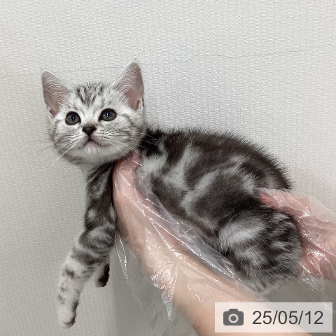 アメリカンショートヘアの写真