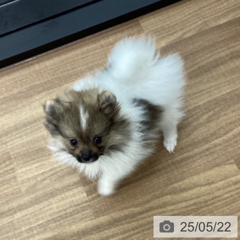 ポメラニアンの写真
