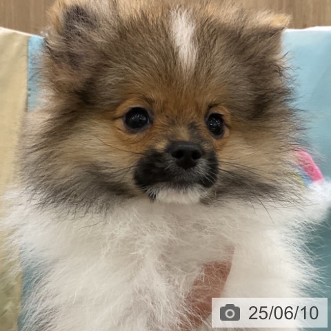ポメラニアンの写真