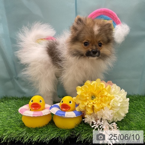 ポメラニアンの写真