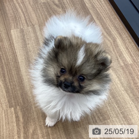 ポメラニアンの写真