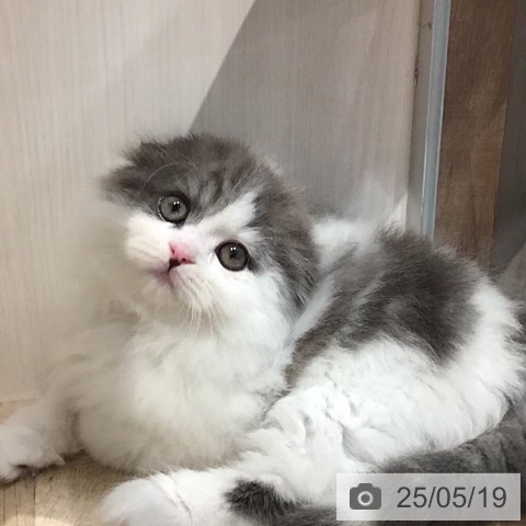 スコティッシュフォールドの写真