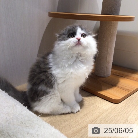 スコティッシュフォールドの写真