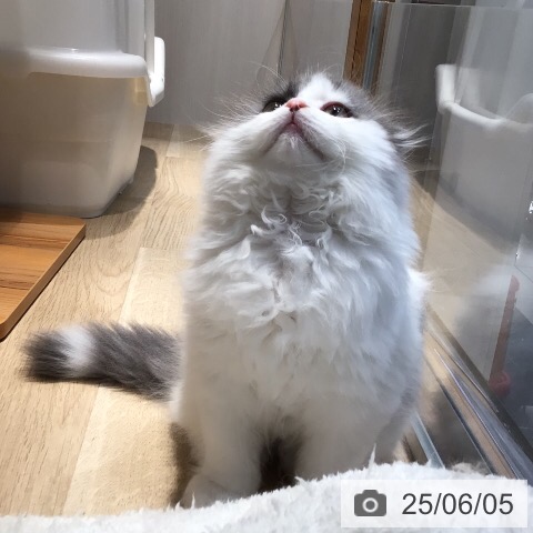 スコティッシュフォールドの写真