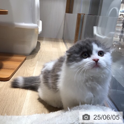 スコティッシュフォールドの写真