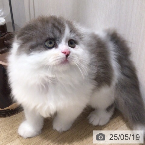 スコティッシュフォールドの写真