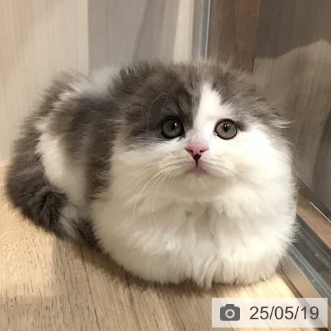 スコティッシュフォールドの写真