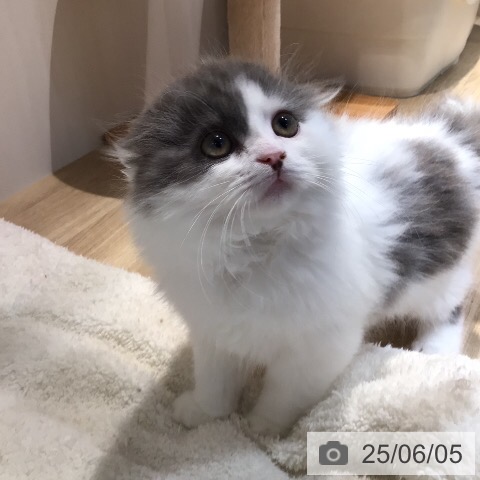 スコティッシュフォールドの写真