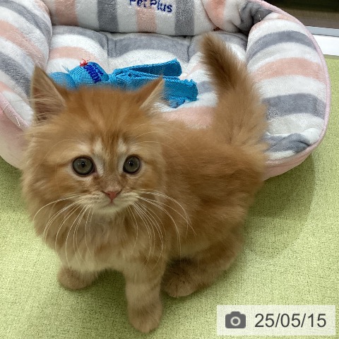 スコティッシュフォールドの写真