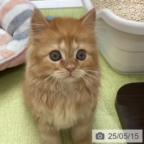 スコティッシュフォールドの写真