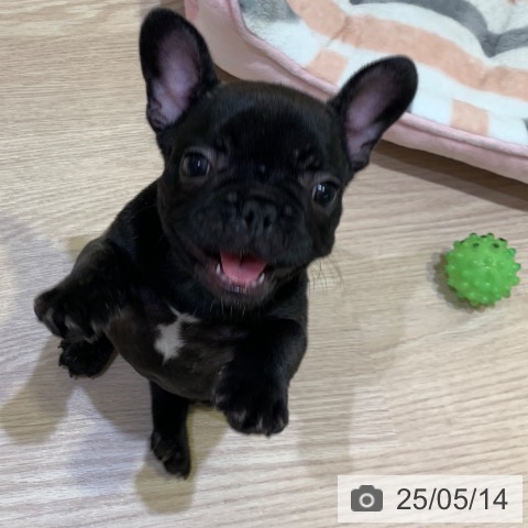 フレンチ・ブルドッグの写真