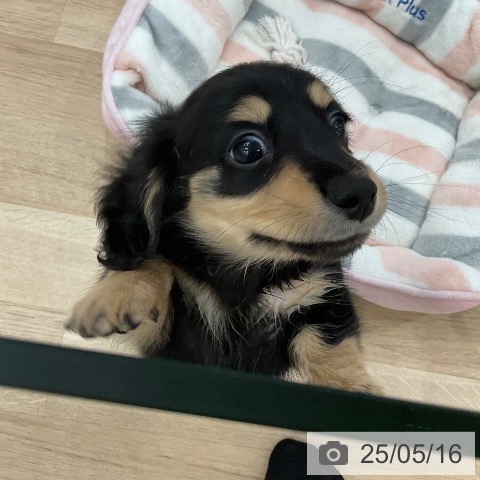 ミニチュア・ダックスフンドの写真