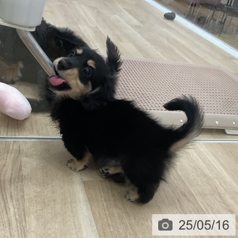 ミニチュア・ダックスフンドの写真
