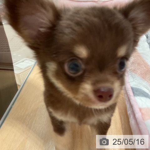 チワワの写真