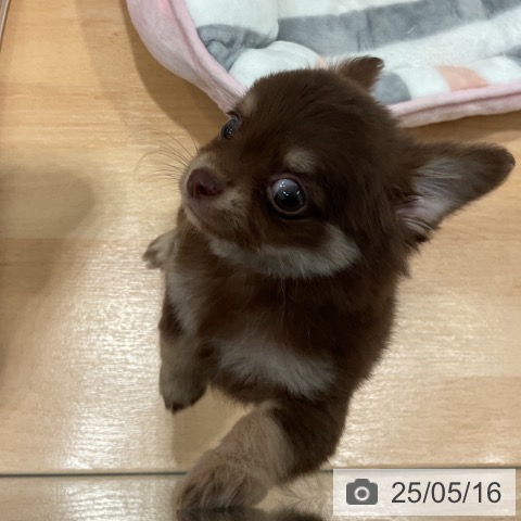 チワワの写真