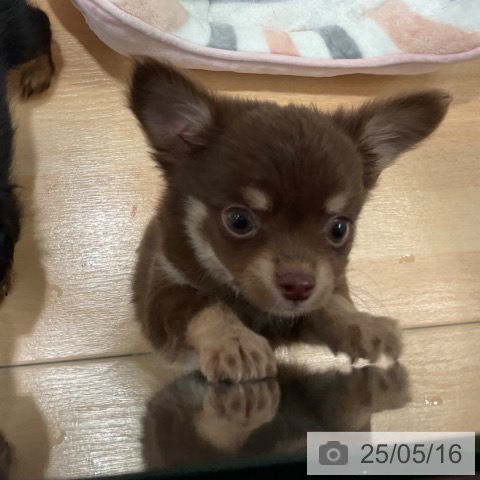 チワワの写真