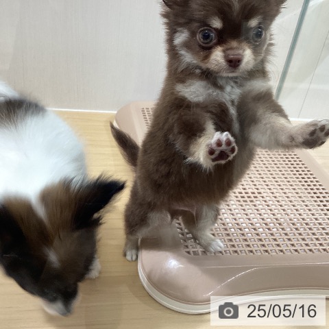 チワワの写真