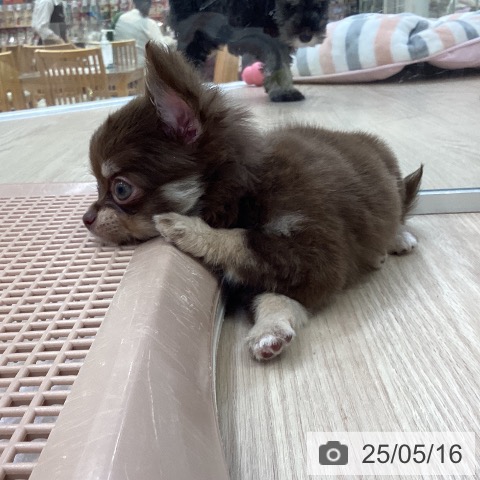 チワワの写真