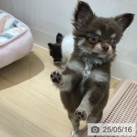 チワワの写真
