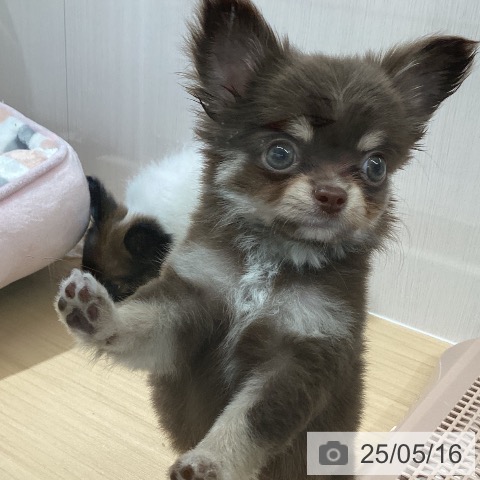 チワワの写真