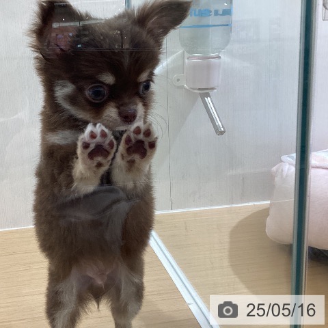チワワの写真