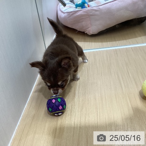 チワワの写真