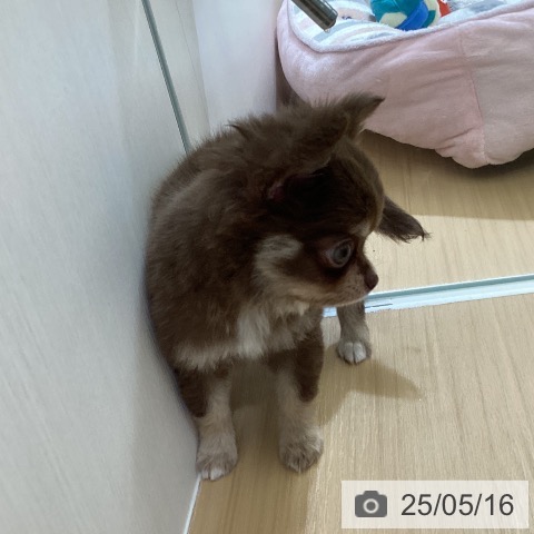 チワワの写真