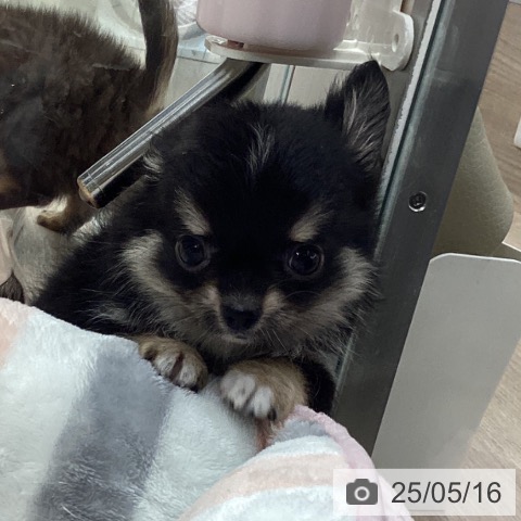 チワワの写真