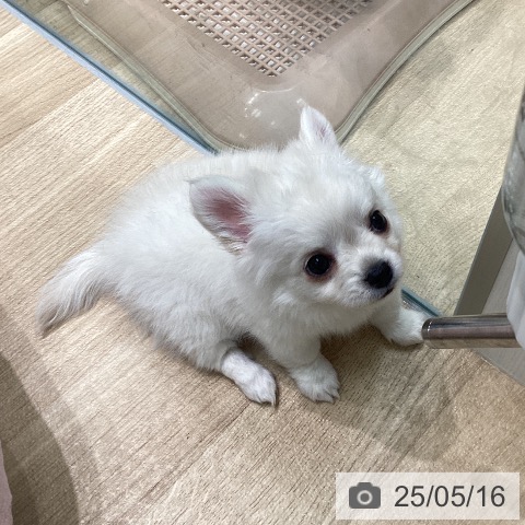 チワワの写真