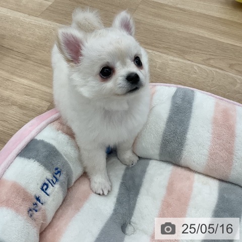 チワワの写真