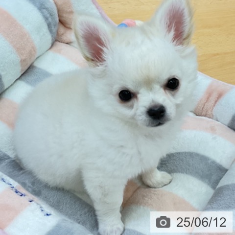 チワワの写真
