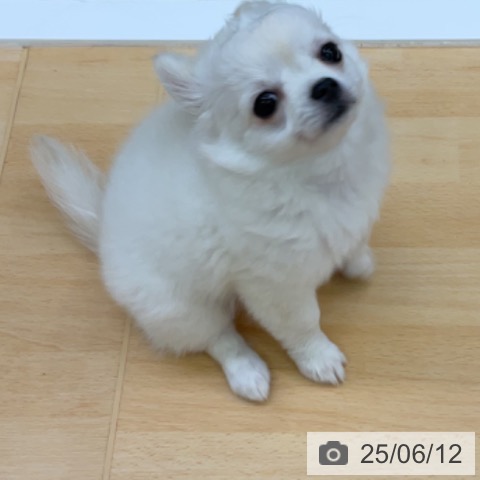 チワワの写真