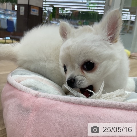 チワワの写真