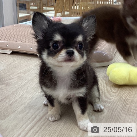 チワワの写真