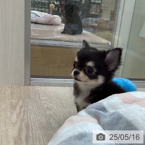チワワの写真