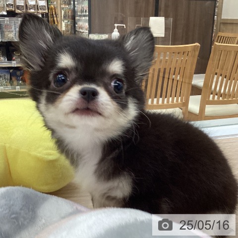 チワワの写真
