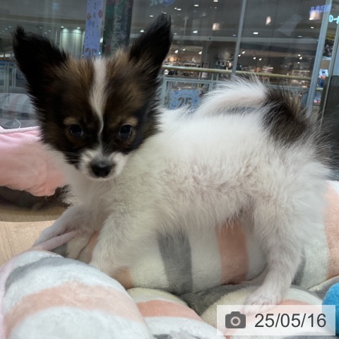 パピヨンの写真