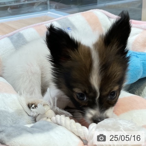 パピヨンの写真