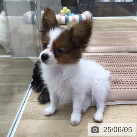 パピヨンの写真