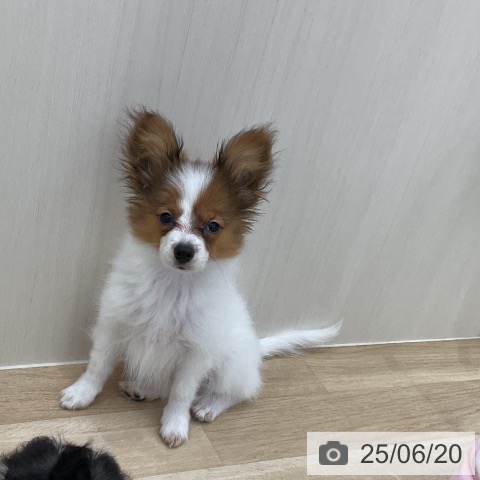 パピヨンの写真