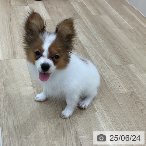 パピヨンの写真